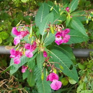Mehrere Blüten der Pflanze Impatiens, die für die Herstellung einer Bachblüte verwendet wird.